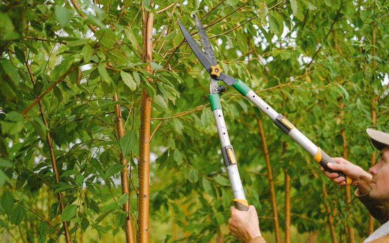 Tree trimming in Ranchos De Taos, NM
